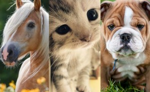 Test: Vilket djur är din skyddsängel?