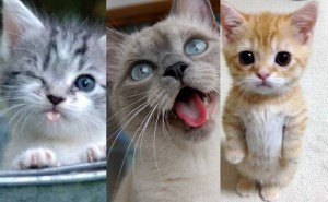 Kattquiz: Sant eller bullshit om katter?