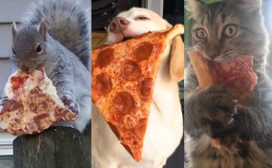 Testa! Vilket djur förvandlas du till när du äter pizza?