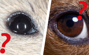 Quiz: Kan du gissa djuret bara genom att se ett öga?