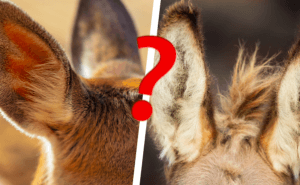 Quiz: Kan du gissa vilket djur det är bara genom att se öronen?