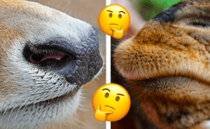 Quiz: Kan du gissa djuret bara genom att se nosen?