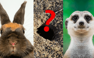 Quiz: Kan du para ihop djuret med rätt näste?