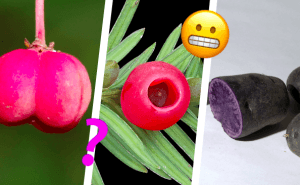 Quiz: Kan frukten på bilden döda dig?