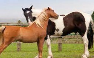 Hur mycket vet du om hästar?
