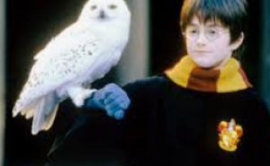 Vad vet du om Harry Potter?