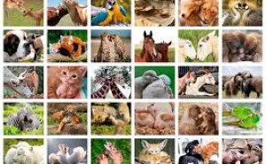Vilket djur är du?