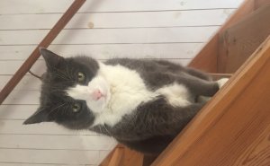 Vilket djur var du i ditt förra liv?